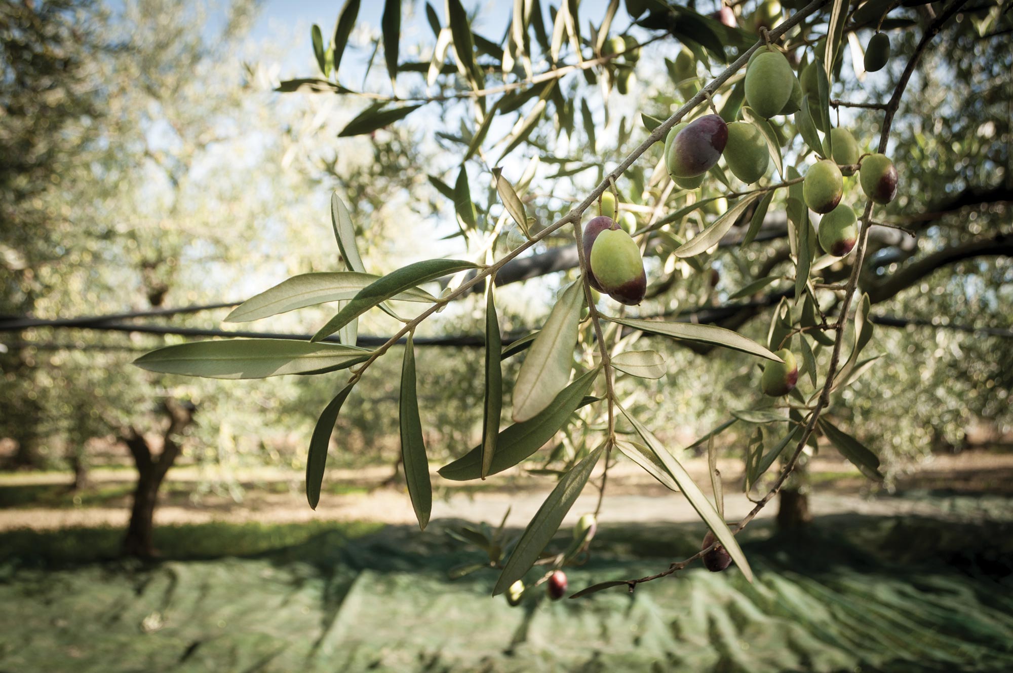 Olive Coratina bio