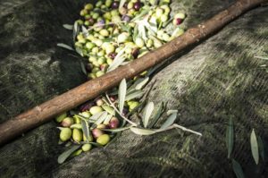 Raccolta olive a mano