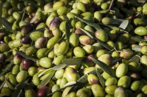 Olive Coratina bio