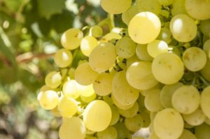 Uva Vittoria bio