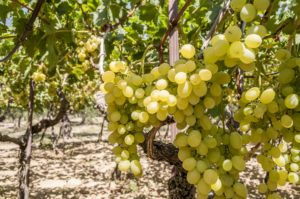Grappoli d'uva bio